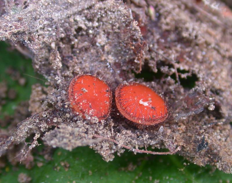 Scutellina scutellata